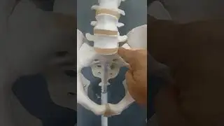 estrecho superior de la pelvis