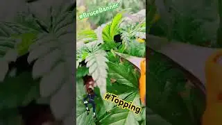 #BruceBanner #BiobizzAll-Mix #Feeding Biogrow #Topping