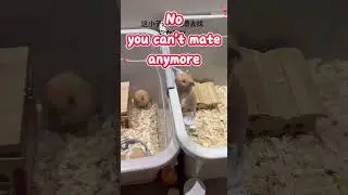 Teddy bear hamster can't have a new girl friend #hamster #cuteanimals