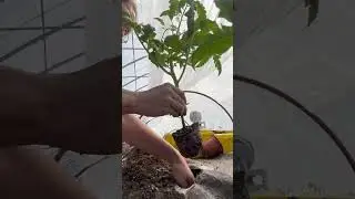 Tomato planting in the high tunnel 4 weeks before frost free date, it&rsquo;s a risk.