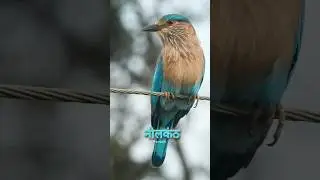 Neelkanth pakshi ke darshan | Neelkanth pakshi | Indian Roller Bird