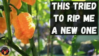 Обзор и дегустация перца Raptor Ripper