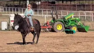 Quarter Horse Gelding For Sale