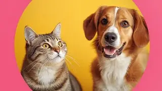 Cat and dog playing kissing mode while the owner is not around #pets #cat #dog 