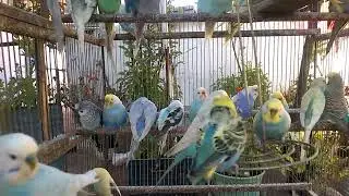 Transform Your Bird's Mood with These Amazing Apps! 🐦✨📊 #Love #Shorts
