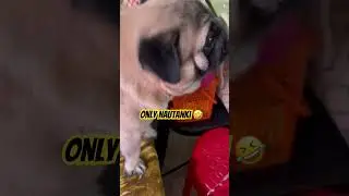 Cuteness Overloaded 🥰&hearts;️ #pug #love #trending #youtubeshorts #subscribe #explore #viralvideo