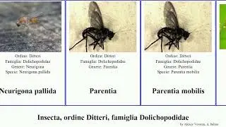 Insecta, ordine Ditteri, famiglia Dolichopodidae neurigona pallida mobilis meridionalis Medetera