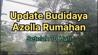 UPDATE BUDIDAYA AZOLLA RUMAHAN SETELAH 10Hari 👏🏻😍