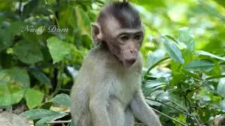 So sad New monkey cry loudly and is scared when her owner leave her, She tries to run after the guy