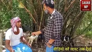 Kali Bakri Safed bakri