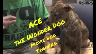 ACE Movie/Tactical Dog Training #dogtraining