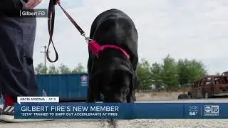 Gilbert Fire Department gets new team member
