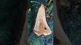 12-28-2022 Mt. Scott Park Carnage From Atmospheric River Storm