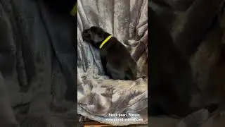 5 weeks old , Labrador female, black pearl , www.grandsmirnof.com