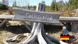 Lotharpfad im Schwarzwald - vom Winde verweht | Black Forest