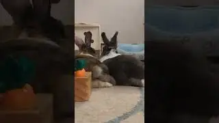 Guess what? Bunny butt!