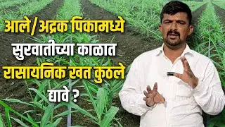 आले/अद्रक पिकामध्ये सुरवातीच्या काळात रासायनिक खत कुठले द्यावे ?