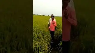 Agriculture product video glaze Galway