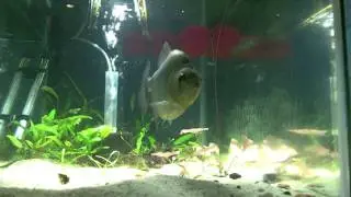 Serrasalmus Rhombeus Finger Chasing