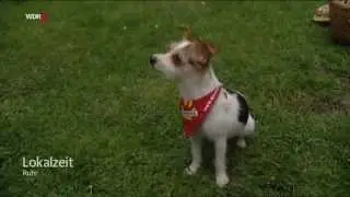 Filmhund Jo Jo WDR Lokalzeit