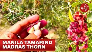 Манильский Тамаринд | Мадрас Торн | Питецеллобиум Дульсе | Джунгли Джалеби | Дерево пустыни ОАЭ