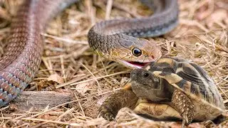 Snake attempting to eat a Tortoise