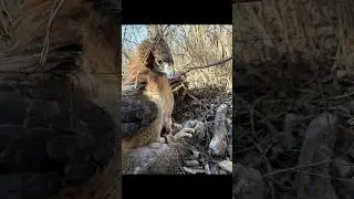 Red Tail hawk catches a rabbit! #falconry #nebraska #hunting