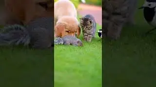 When the Squirrel Fell, New Friends Came to Save the Day #wildlife #nature #friends