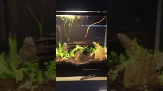 New Red cherry shrimp #aquarium #redcherryshrimp #shrimp #shorts ￼