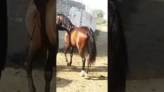 red horse zuljinah horse #horse #heavyhorse #horseriding #karachayhorse #horseride #karachihorsel