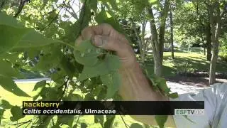 Trees with Don Leopold - hackberry