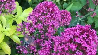 AniLife #5 Caught in action - Hummingbird hawk-moth feeding on nectar - What a long proboscis