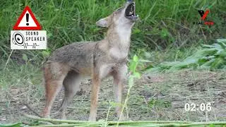 Fox Sound || Jackal Sound || Voice Call