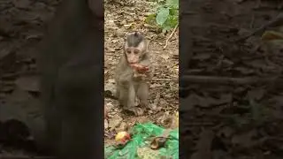 The happiest wild monkey family in the forest came to eat fruit #subscribe #shortvideo #babyanimal