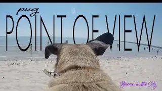 GoPro Pug!