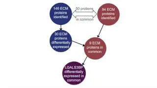 Using proteomics to predict heart disease risk