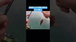 アジングからのガシラ#釣り #アジング #ガシラ #日本海 #ショアジギング #海釣り #夏 #かわいい #坊主倶楽部