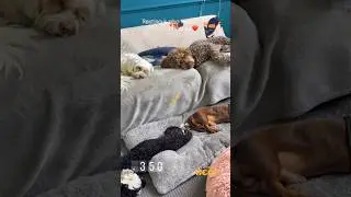 We love a good afternoon nap 😴💤🥱 #siesta #beautysleep #naptime #sleepytime #doggydaycare