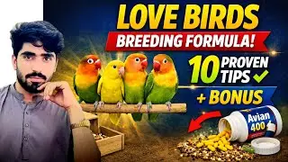 Love Birds Breeding Formula | 10 Proven Tips for Fast Breeding |Love Birds Fast Breeding Formula