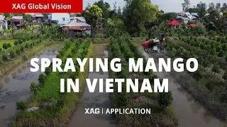 Application | XAG Agricultural Drone Spraying Mango in Vietnam