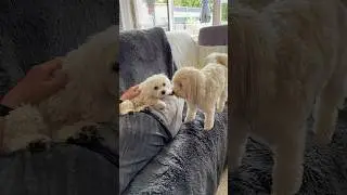 Einfach Zucker Leos Freundin #leo #puppy #dog #cute #pets #l&ouml;wchen #doglife #cutedog