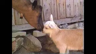 In Bomoas is aejtz mei Goa&szlig;