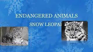Endangered Animals Snow Leopard