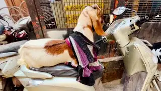 Tarzan ki masti