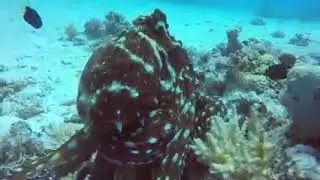 Diving in hurghada Egypt