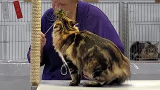 CFA International 2015 &mdash; Purple Show &mdash; класс котят, оценка, сет 1