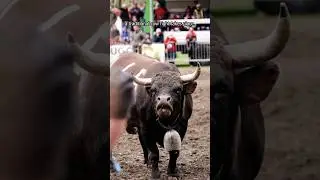 Switzerland&rsquo;s Legendary Cowfight 🇨🇭 Combat de Reines | Sion