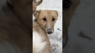 Our little girl Lolita wait her lovely family! ❤️❤️❤️ #dogs #dogdad #animalshelter #puppy