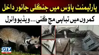 Wild Animal Entered In Parliament House | Video Goes Viral | GTV News