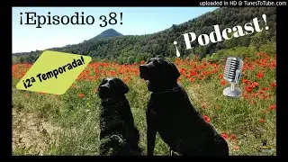 Episodio 38 - El hiperapego en los perros